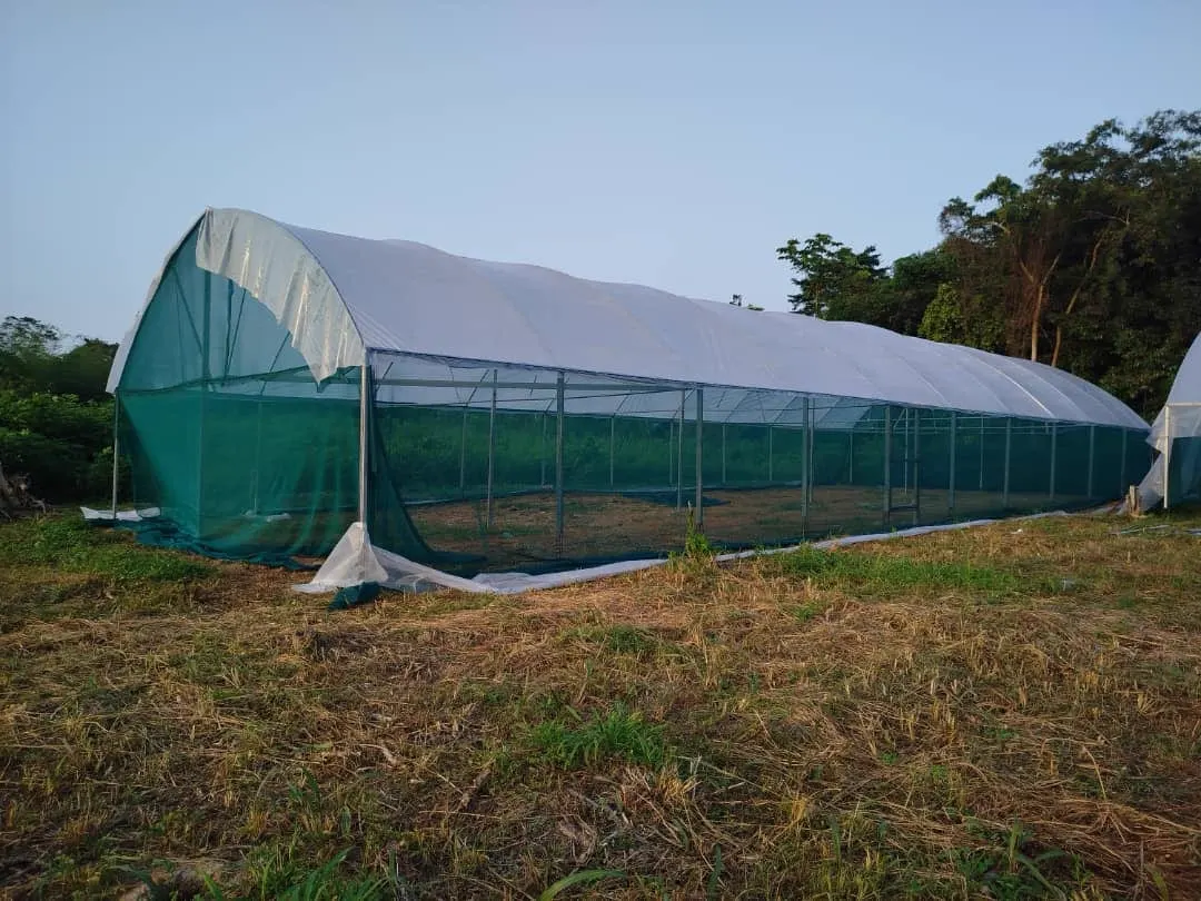 Azaguié (Côte d'Ivoire) — 4 tunnels de 500 m²